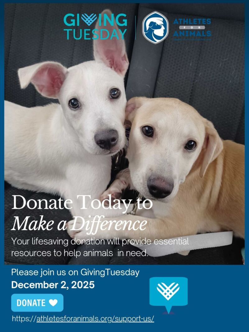 Image for the Tweet beginning: GivingTuesday is a movement and